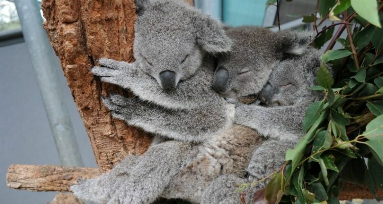 В австралийском парке бабочка поучаствовала в фотосессии с коалой (ВИДЕО)