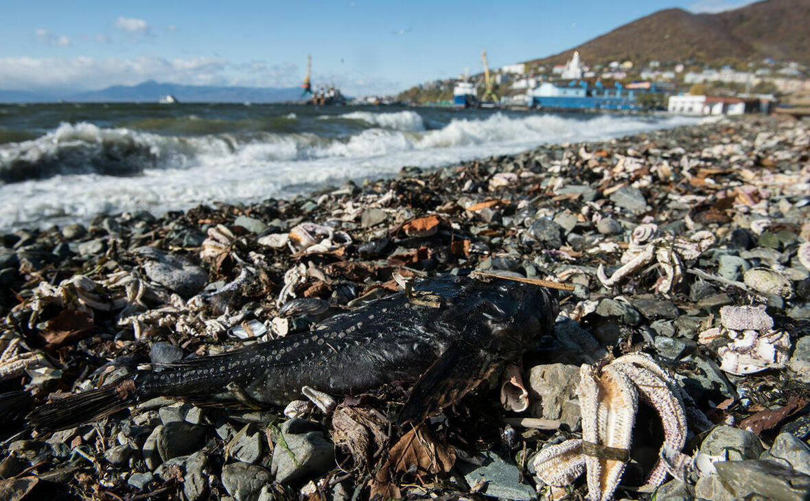 Губернатор Камчатки согласился с версией морского загрязнения токсичными водорослями