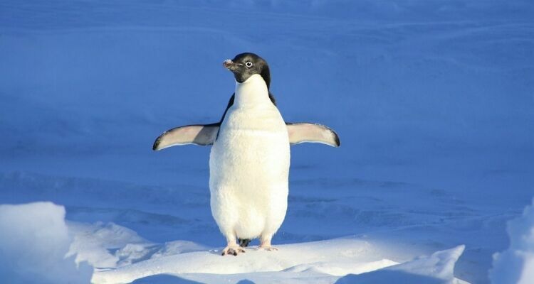 Когда-то пингвины умели летать - ученые