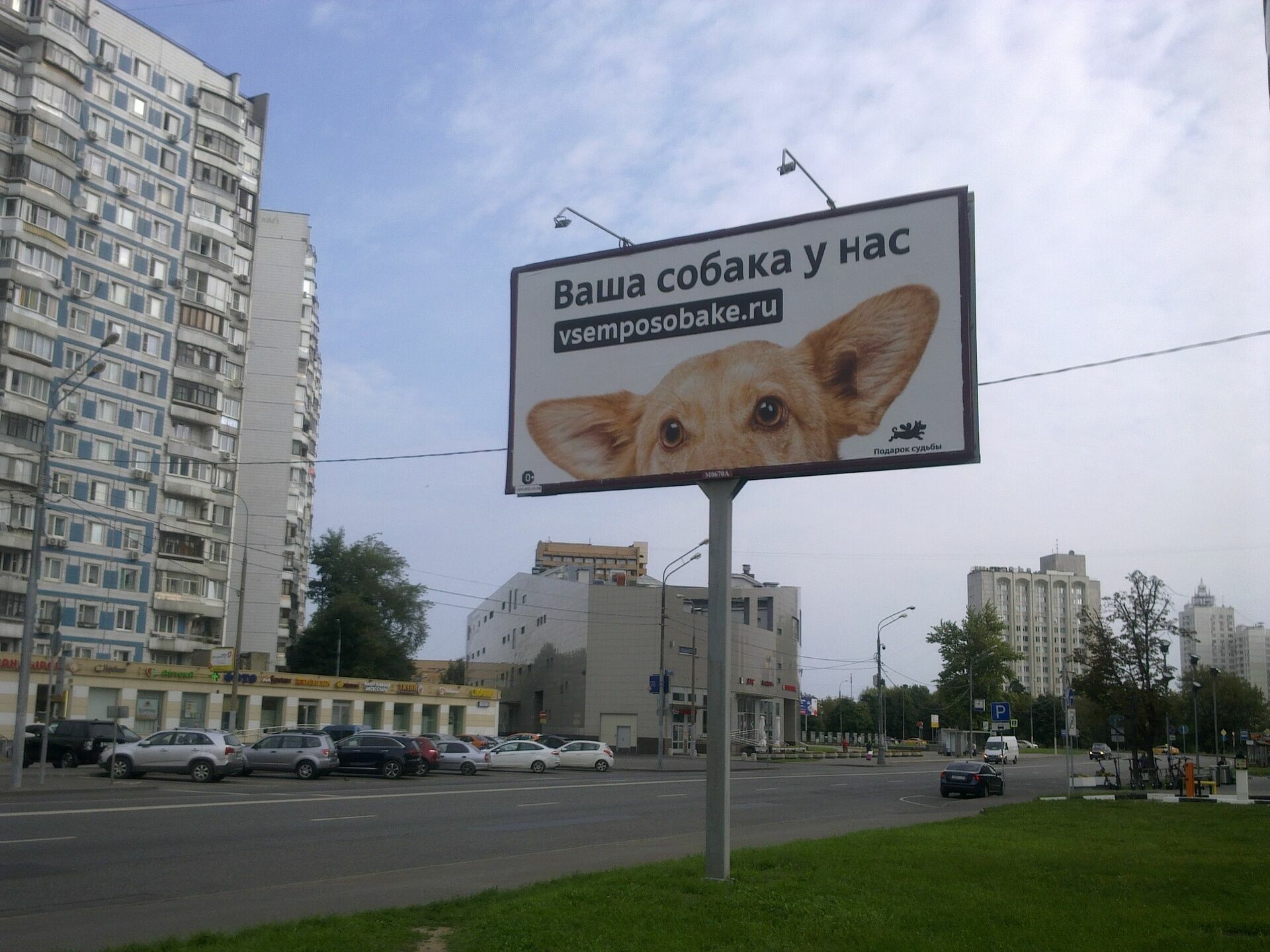 Всем – по собаке! В 2020 году москвичи забрали из приютов 3000 животных