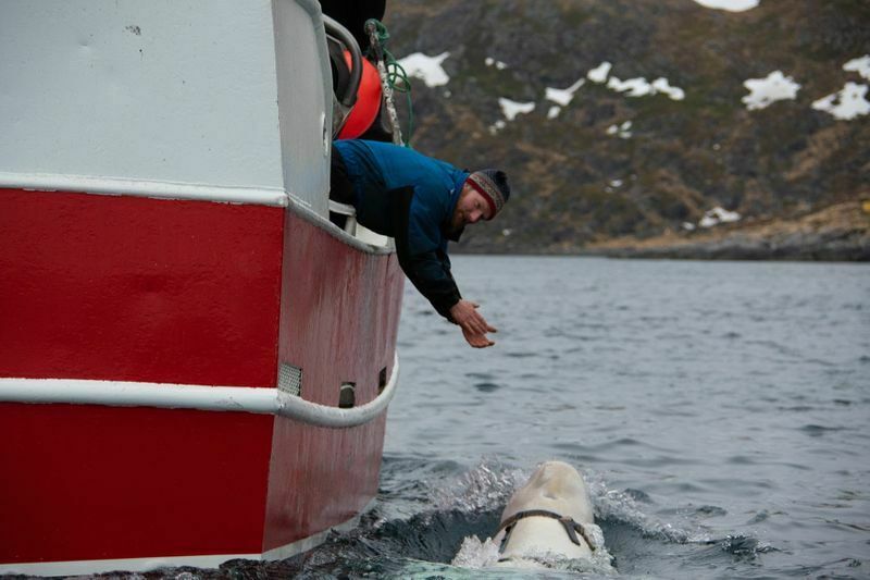 Норвежские рыбаки обнаружили белуху с российской камерой