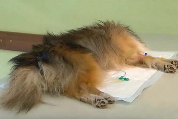 В Омске подкинули яд собакам-терапевтам