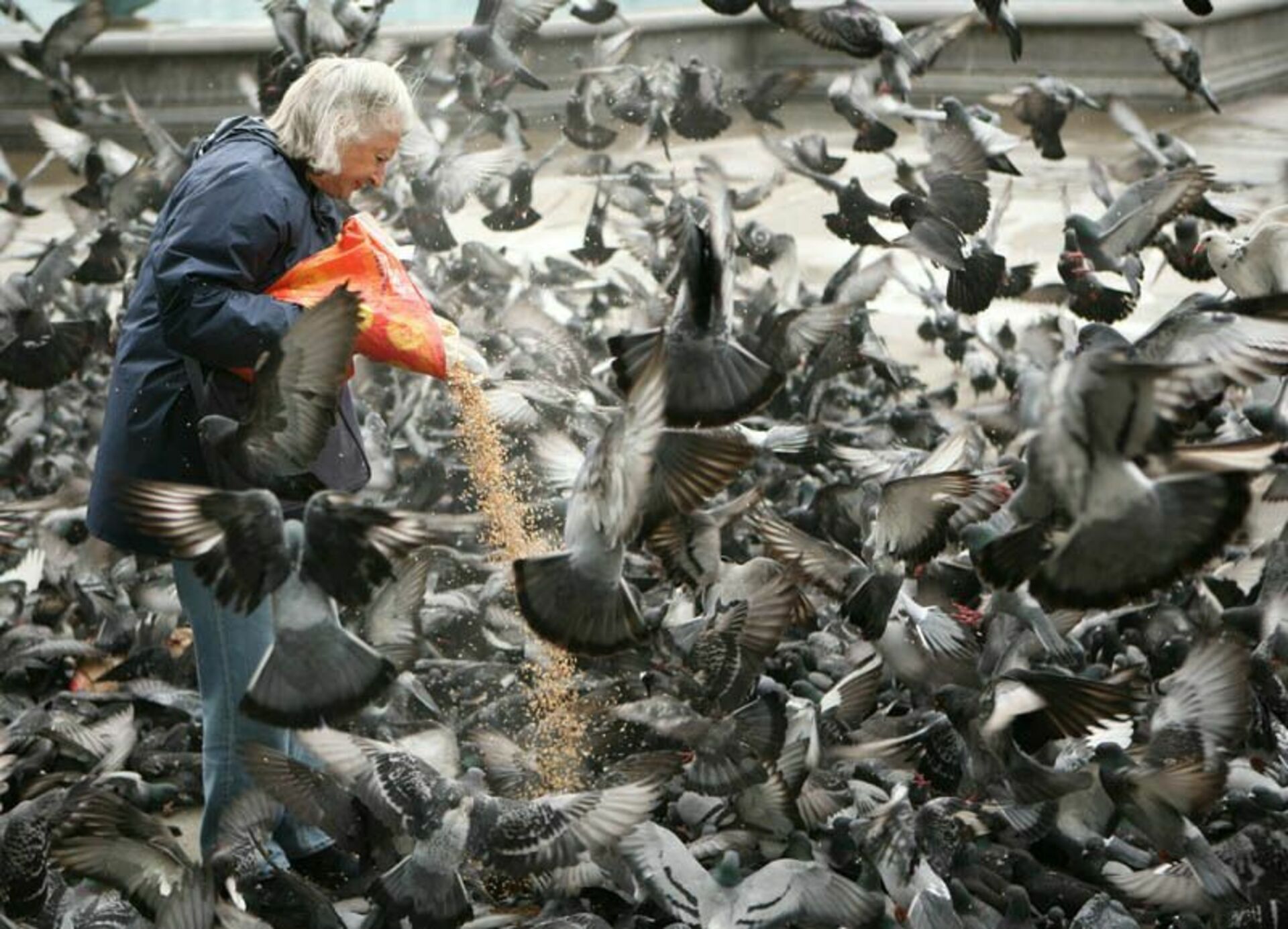 Почему кормят голубей. Много голубей. Много голубей площадь. Человек кормит птиц. Кормление голубей.