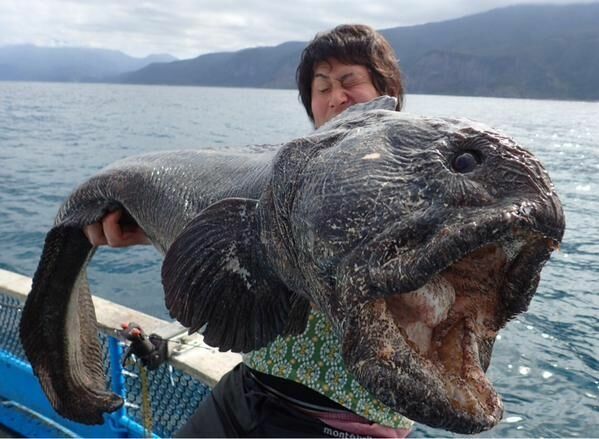 Гигантскую рыбу-мутанта поймал японский рыбак у берегов Фукусимы