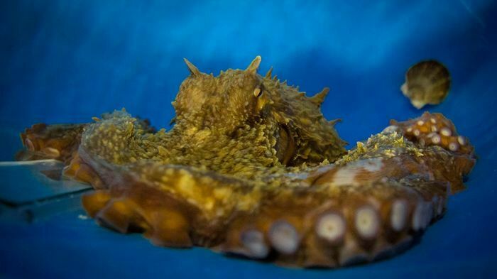 Зоозащитники требуют освободить осьминога Хэнка, сбегавшего из океанариума