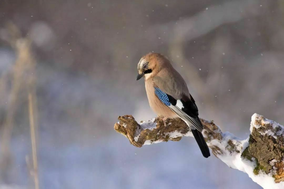 На Амуре птицы падают на лету из-за 50-градусного мороза