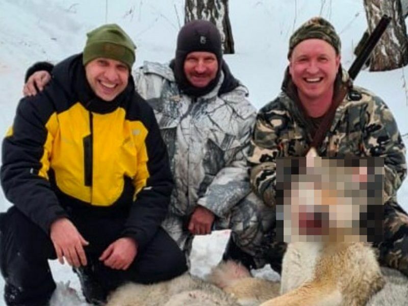 МВД отказалось расследовать зверское убийство волка курганским депутатом