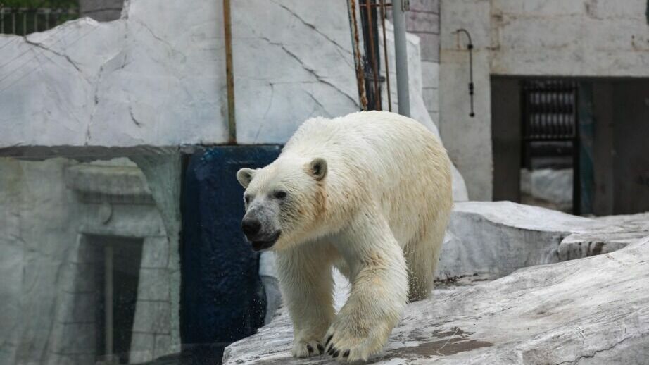 В Хабаровском зоосаде устроят царство белого медведя