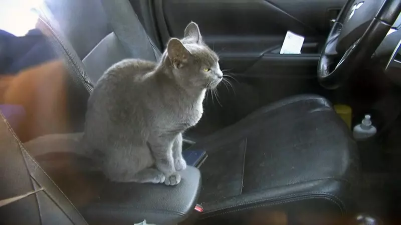 Спасёныш из машины оказался годовалой кошкой, ее осмотрели ветеринары и сделали заключение, что жизни животного ничего не угрожает.