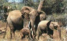 Семья слонов попала под поезд: слоненок в шоке
