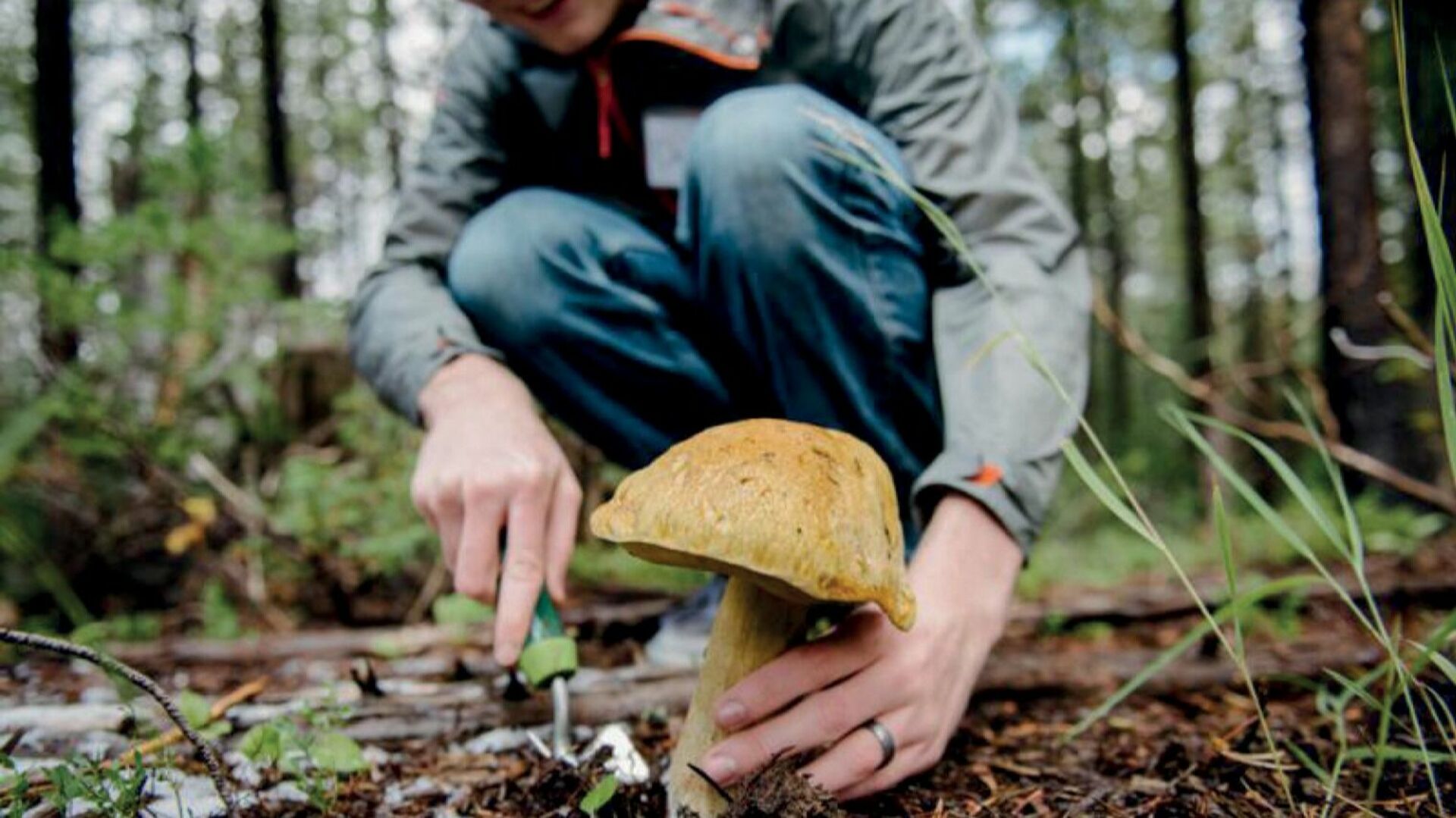 Гриб как правильно ухаживать. Люди собирают грибы. Грибы в лесу. Грибники в лесу. В лес за грибами.