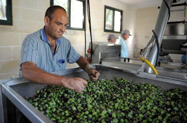 Оливковое масло оказалось эффективнее «Виагры»