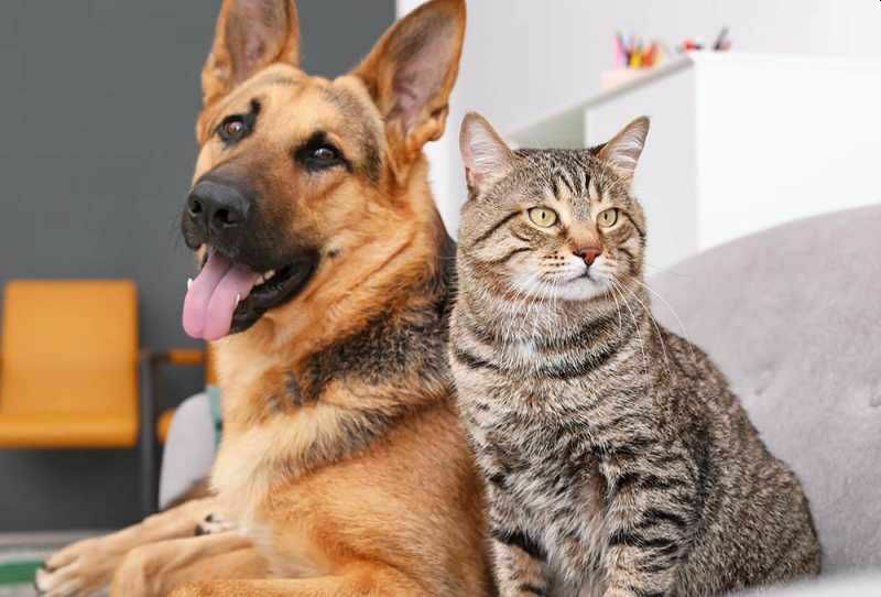 Кошки или собаки: каких питомцев предпочитают россияне