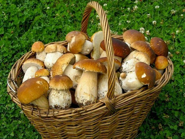 В Госдуме назвали грибы и ягоды таким же ресурсом, как нефть и газ