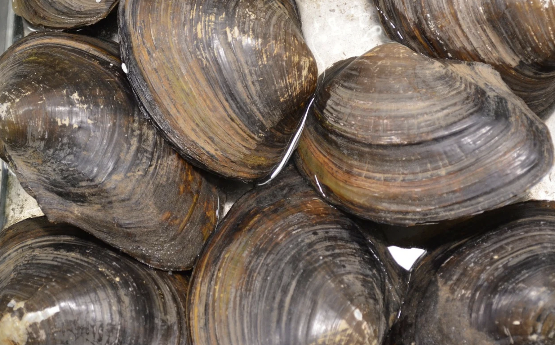 Шторм вынес на сахалинские берега тонны моллюсков-деликатесов