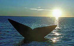 Мир отметил День кита / Район «красных фонарей» приоткрыл свои двери