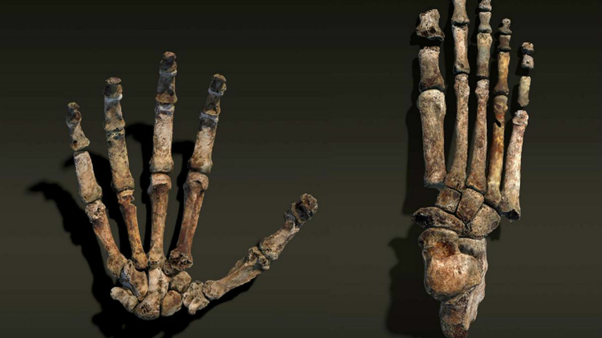 На Филиппинах нашли останки древнего человека нового вида