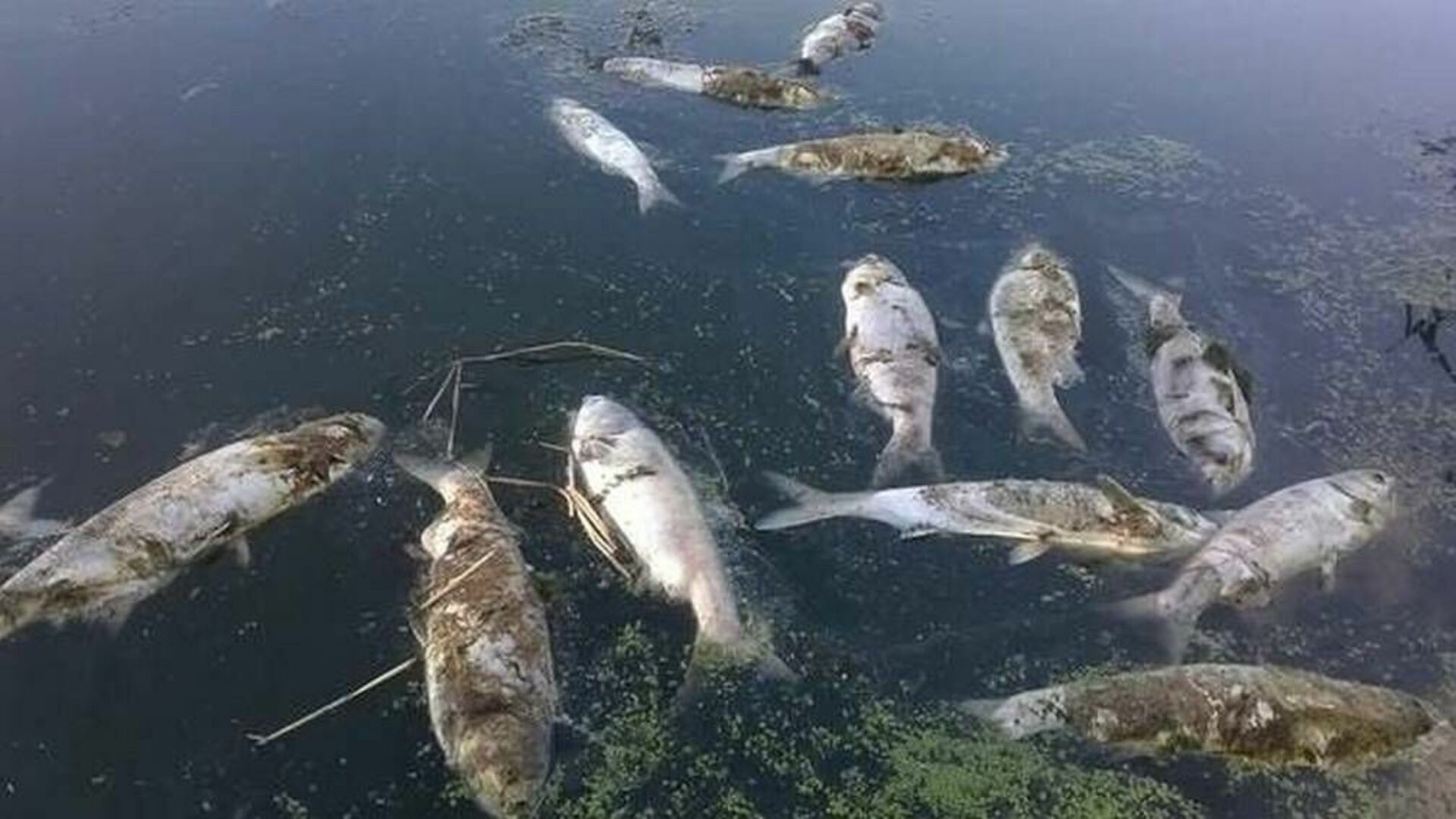 Рыба в грязной воде. Вымирание рыб. Загрязнение воды рыбы. Погибающие рыбы в реках от загрязнений.