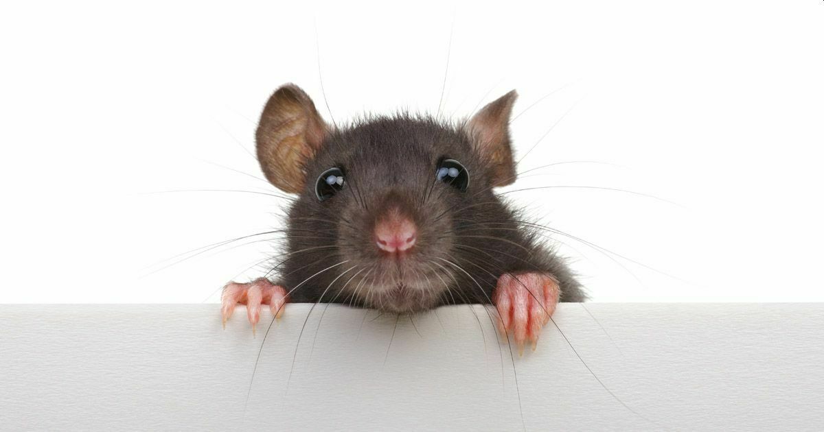 Новая гипотеза появления «Омикрона»: штамм мог перейти к людям от крыс