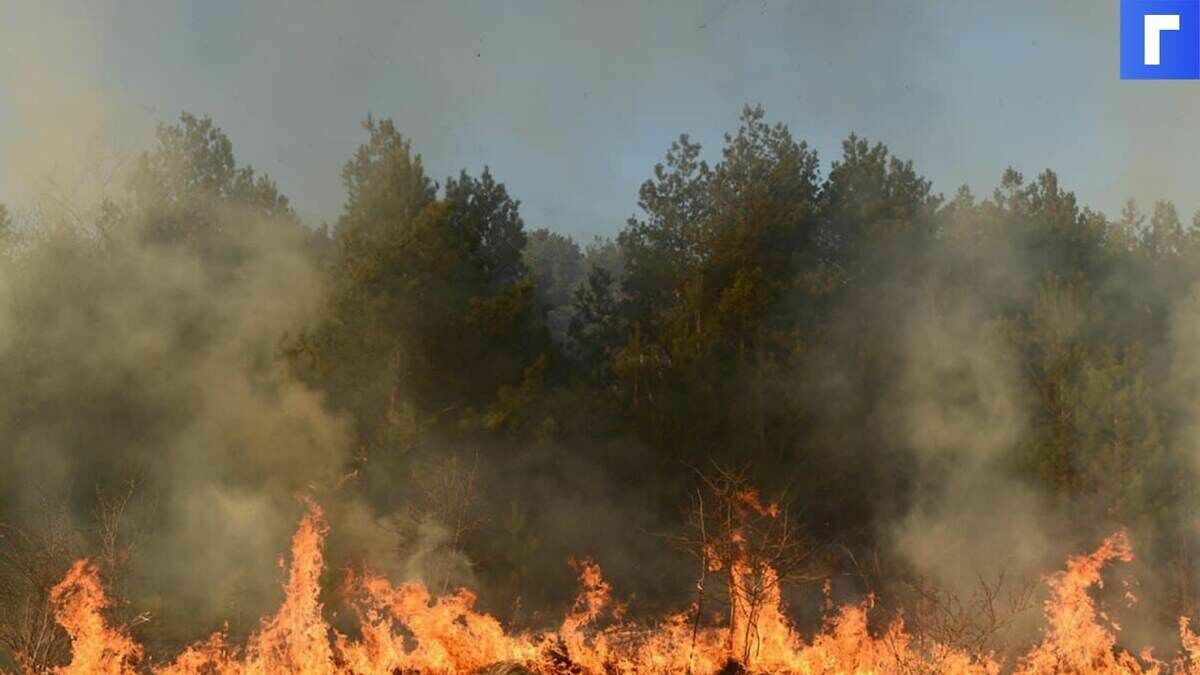 Площадь лесных пожаров в Челябинской области за сутки увеличилась втрое