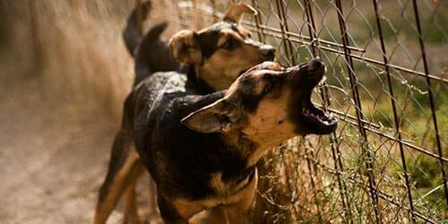 МВД скорректировало перечень опасных пород собак