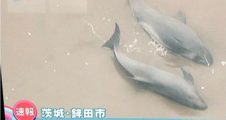 Более 150 дельфинов выбросились на берег на востоке японского острова Хонсю