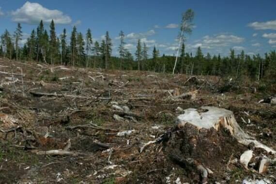 Эксперты: запрет на вывоз леса-кругляка не спасет сибирскую тайгу от китайцев