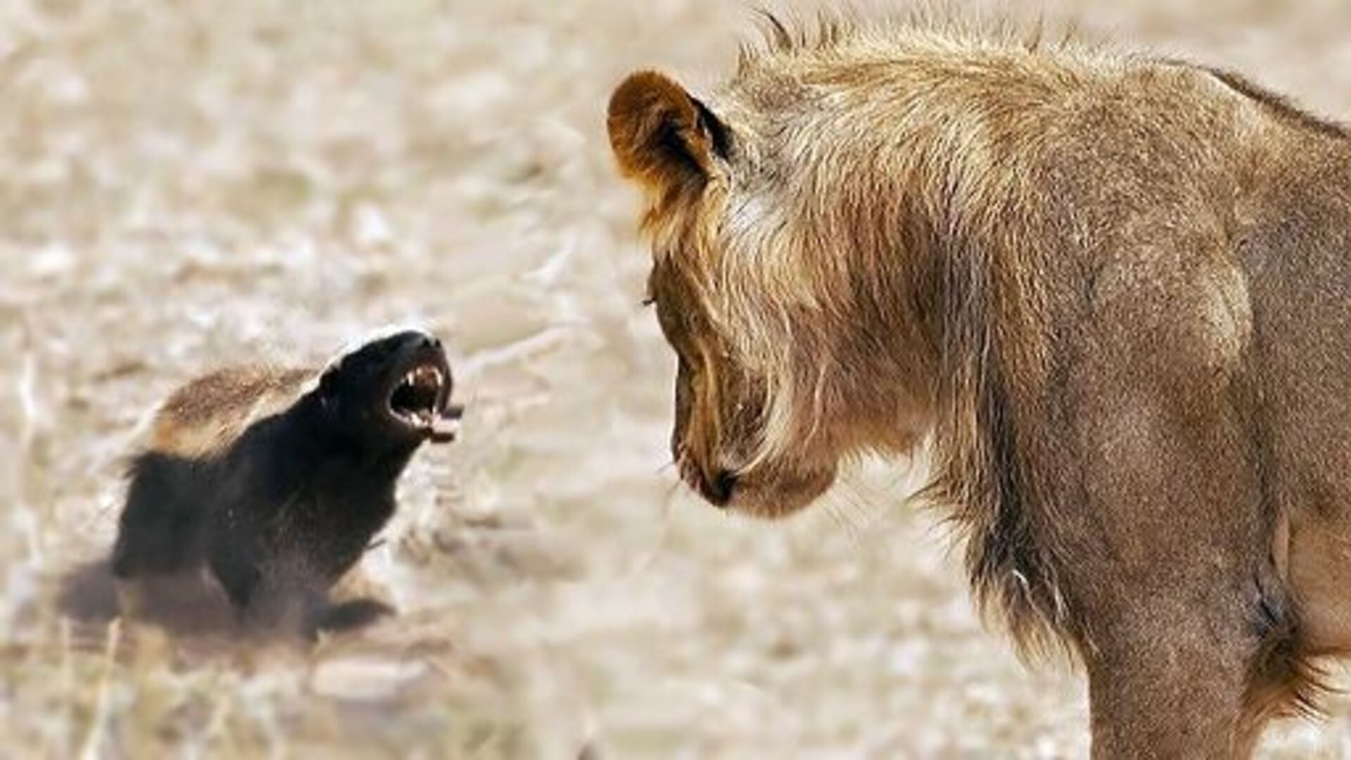 Лапа пала. Барсук медоед против Льва. Медоед животное против Львов.