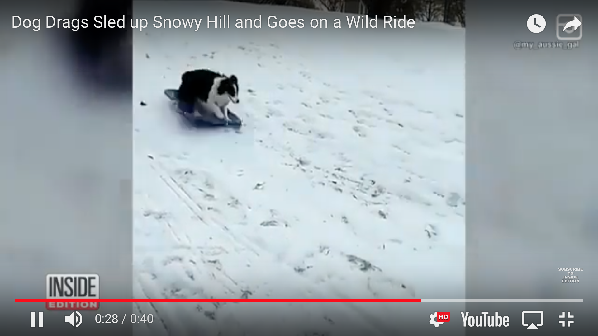 Собака в США сама научилась кататься со снежной горки (видео)