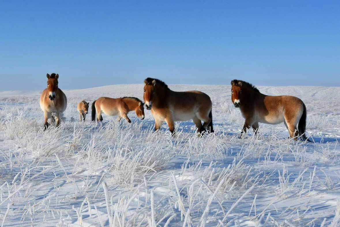 Лошади Пржевальского прижились в Оренбургской области
