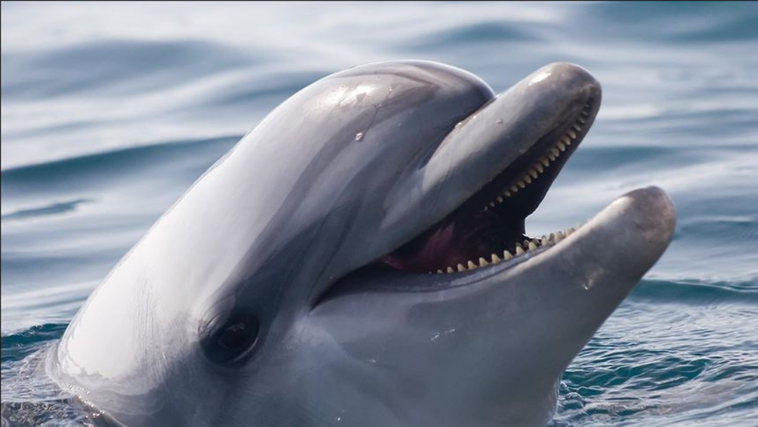 Дельфин покусал по меньшей мере 10 человек на пляжах Японии