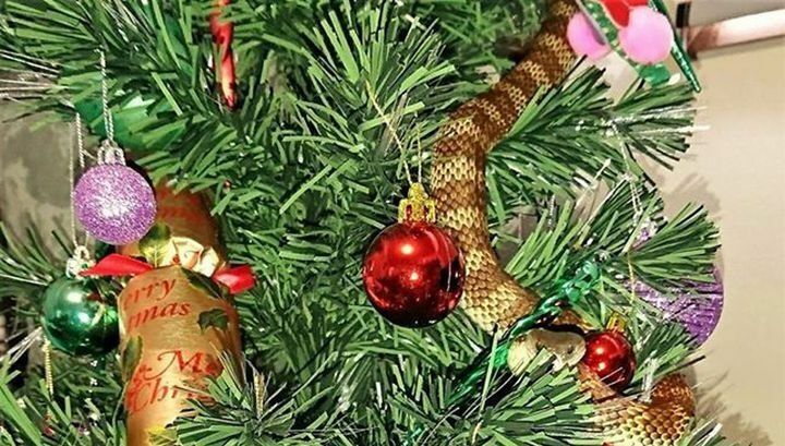 В Мельбурне на рождественской елке нашли смертельно опасную ядовитую змею