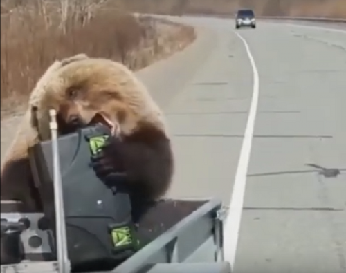 На Камчатке медведь стащил еду у охотников прямо из машины(ВИДЕО)