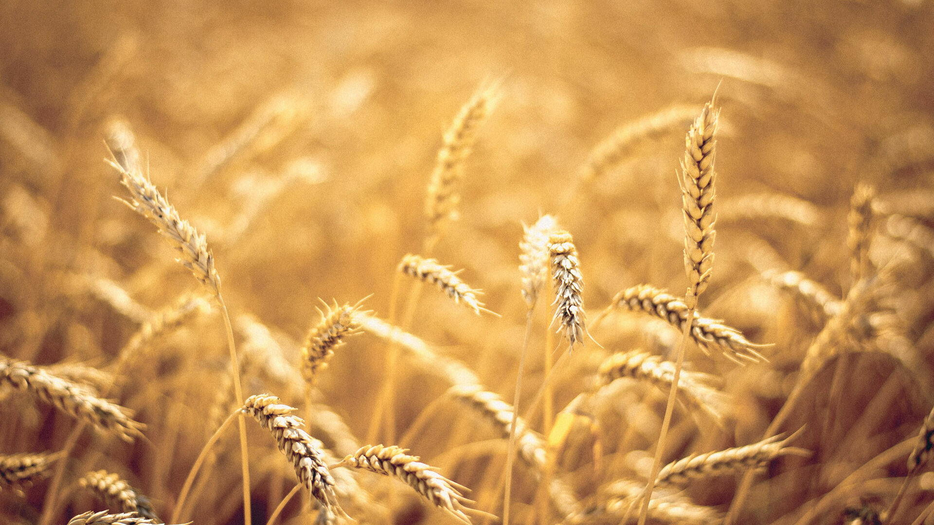 Росстат: аграрии к началу мая засеяли на 15% меньше зерновых, чем в прошлом году
