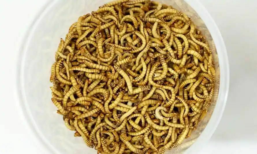 В Евросоюзе одобрено употребление в пищу мучных червей