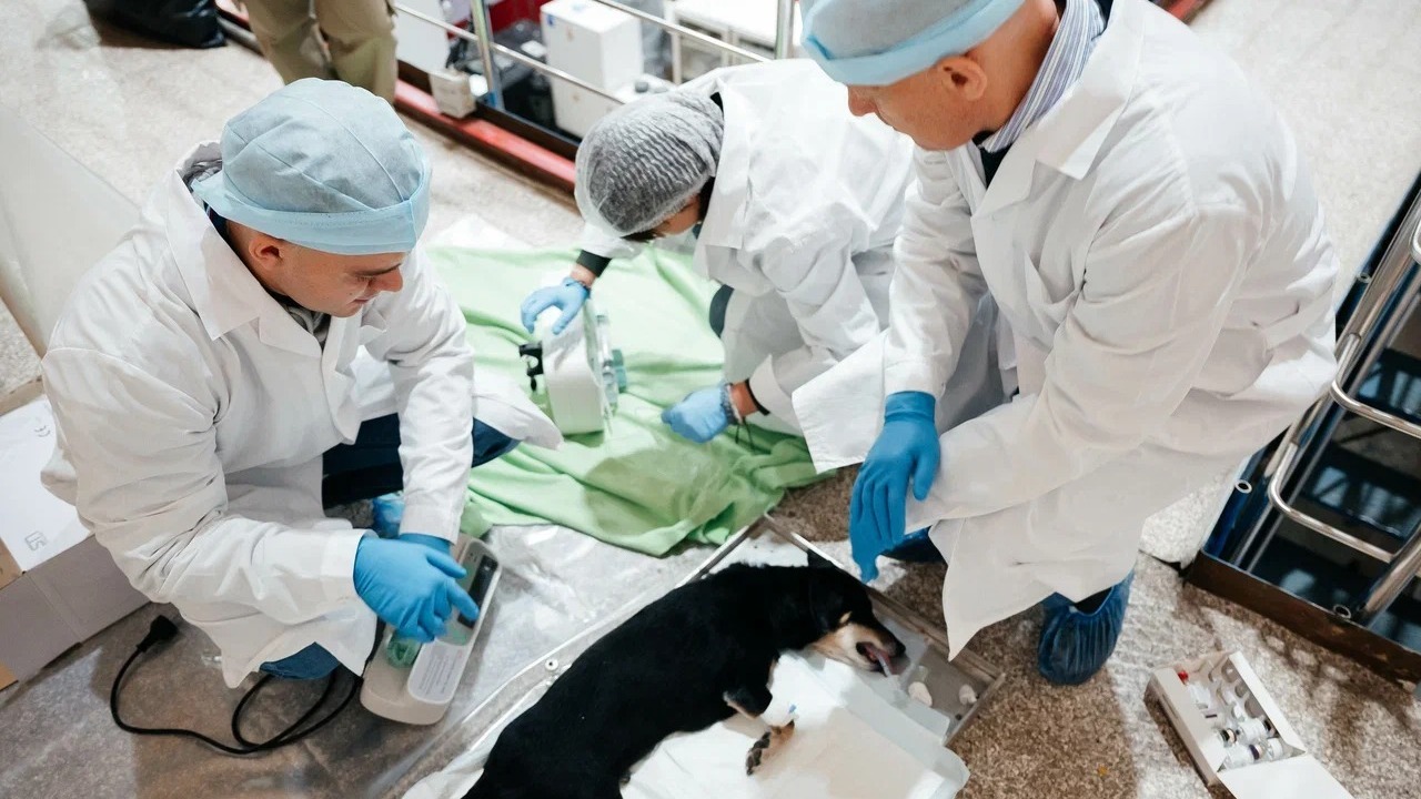 На ядерном реакторе в Томске пробуют лечить неоперабельный рак у собак и кошек