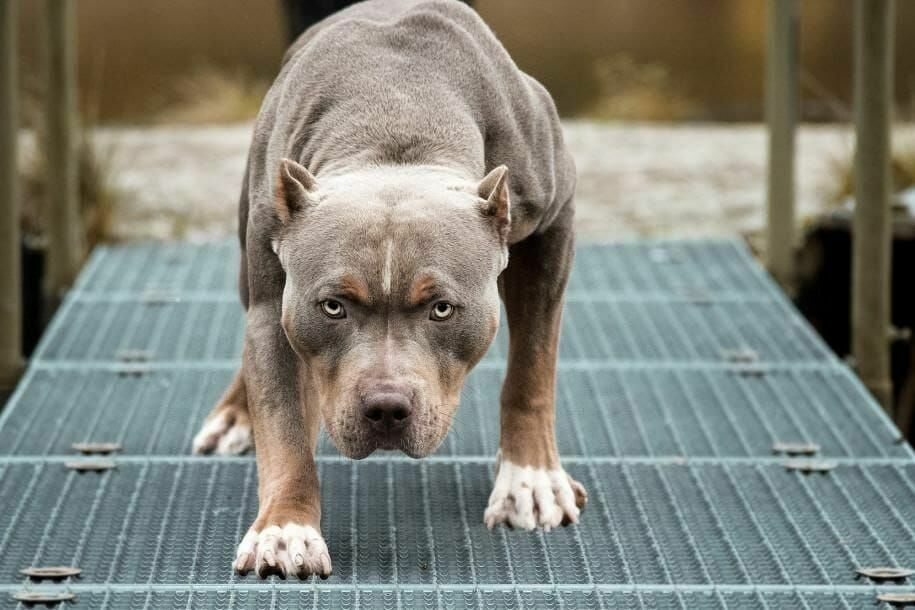 Взращенные убийцами: питбули признаны в США самой опасной породой собак