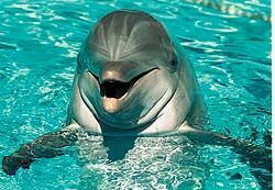Улыбка дельфина