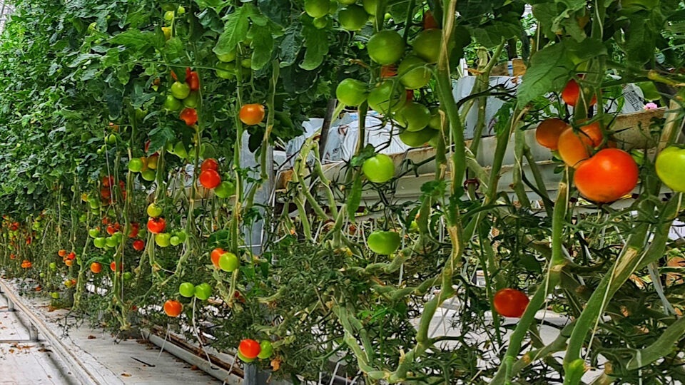 Как помочь помидорам созреть и не попасть под мучную росу