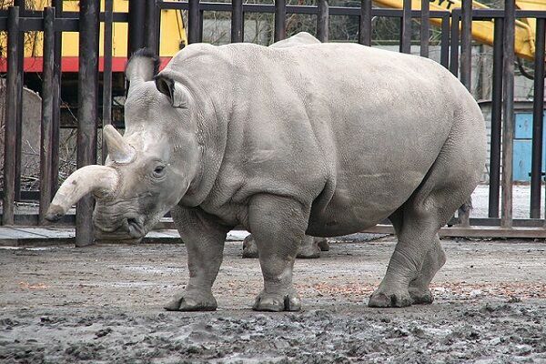 В Ростове-на-Дону поселили белых  носорогов