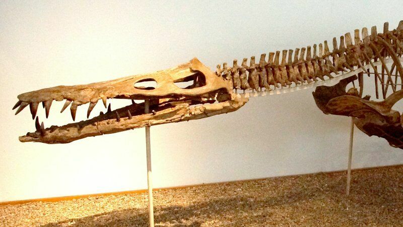 На берегу Волги нашли останки доисторического чудовища