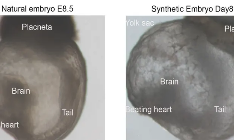 Израильские ученые создали первые в мире синтетические эмбрионы
