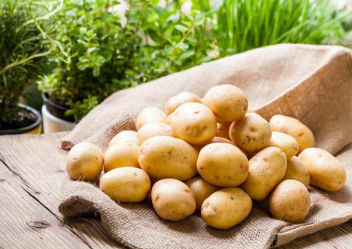 Россия увеличит импорт белорусского картофеля, чтобы стабилизировать цены на него