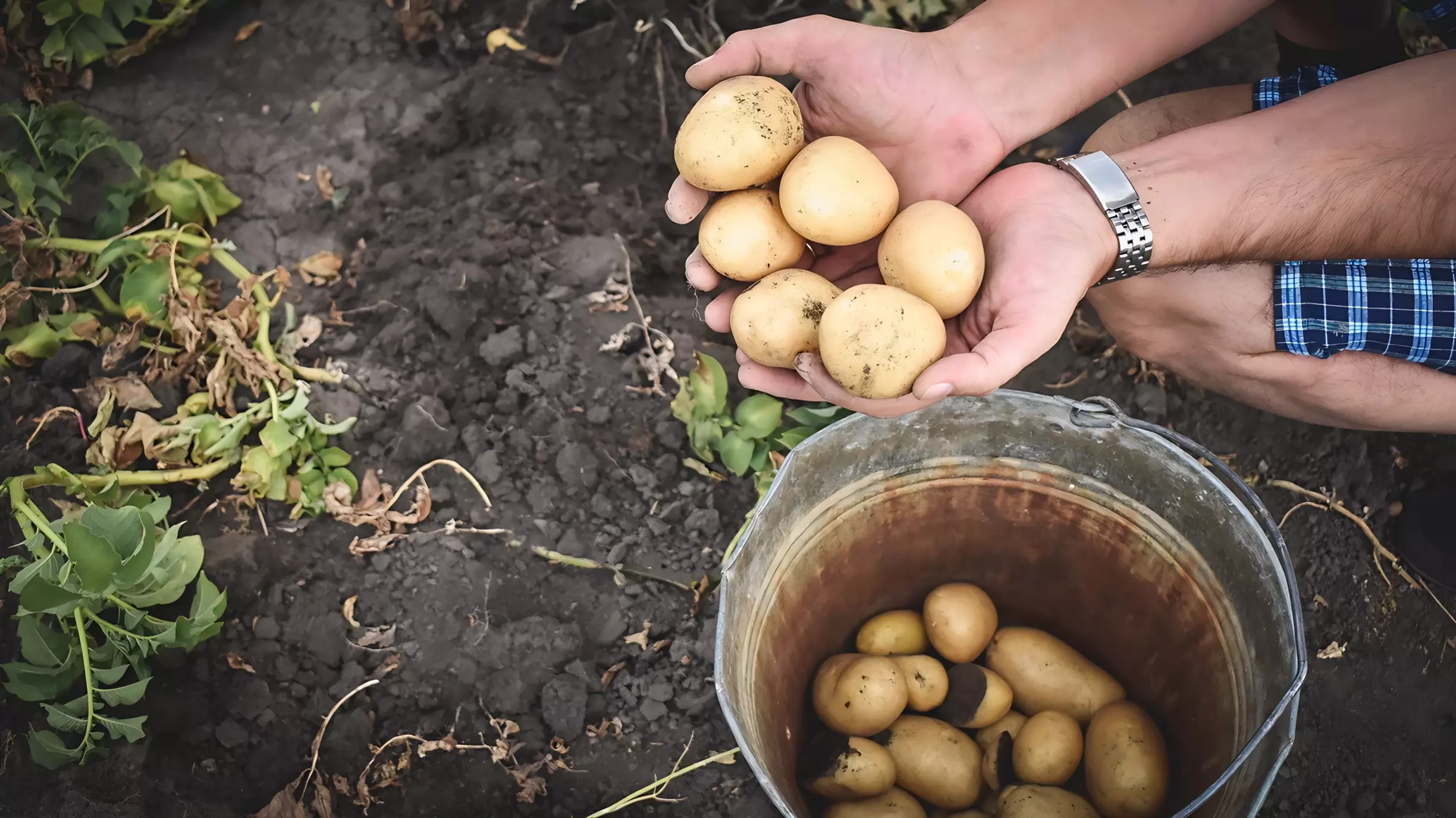 «Земля — крестьянам»: спасут ли обедневших россиян бесплатные участки под картошку?