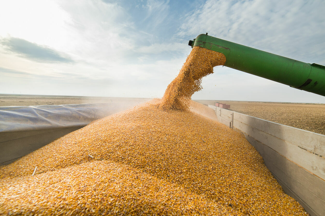 Россия объявила временный запрет на вывоз зерна в ЕАЭС