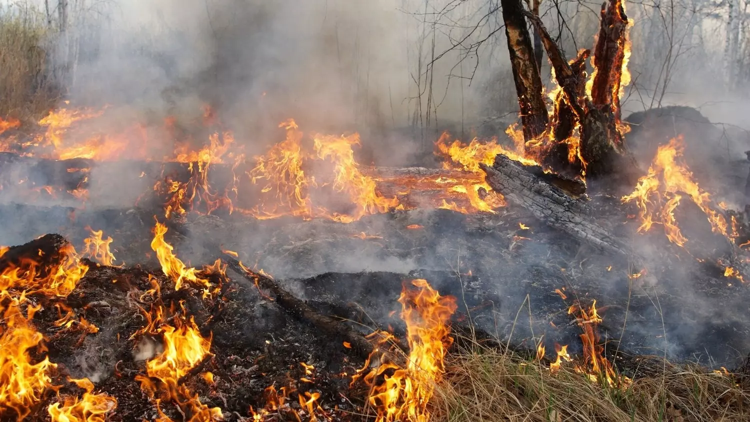 Первый в этом году пожар в Хабаровском крае произошел из-за возгорания сухостоя