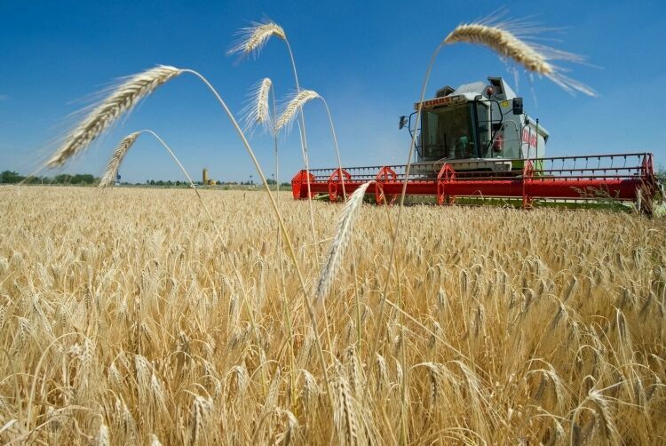 В правительстве предлагают отменить экспортную пошлину на зерно