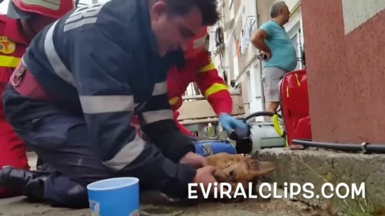 Пожарный, ожививший собаку в Румынии, набирает популярность в Сети (ВИДЕО)