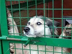 Московских бездомных собак ждет страшная смерть