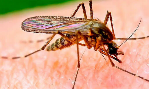 В Таиланде началась вспышка лихорадки денге